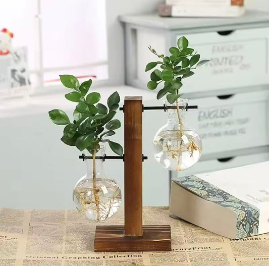 Zen Hydroponic Desktop Plant Terrarium